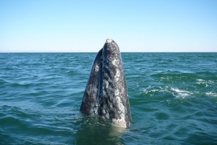 Spot some Pacific gray whales off Baja California Sur, Mexico.
